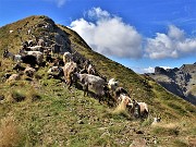 33 Capre orobiche al colletto in cresta di salita al Monte di sopra